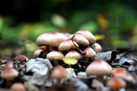 Fall fungi photo