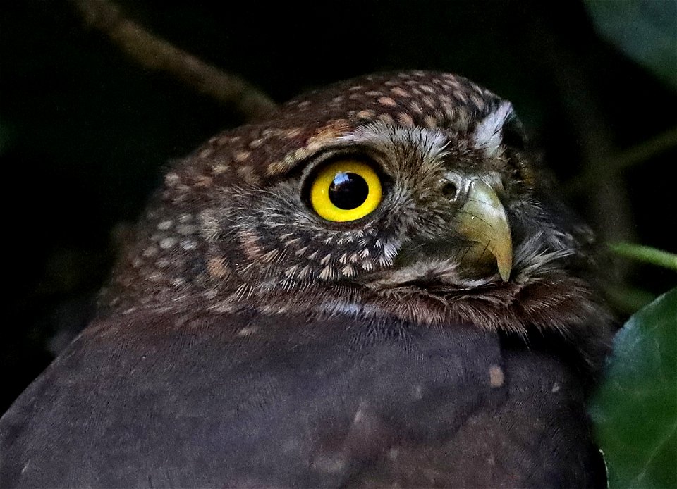458 - NORTHERN PYGMY-OWL (11-02-2021) yard, crescent city, del norte co, ca -03