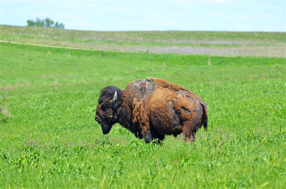 Sparky the bison at Neal Smith National Wildlife Refuge