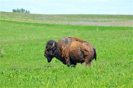 Sparky the bison at Neal Smith National Wildlife Refuge photo