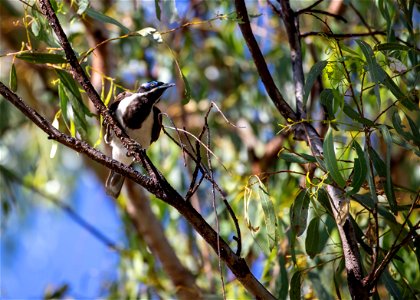 Blue-faced honeyeater