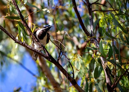 Blue-faced honeyeater photo