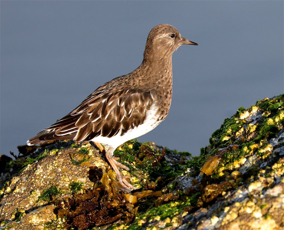 306 - BLACK TURNSTONE (9-22-2021) crescent city, del norte co, ca -05