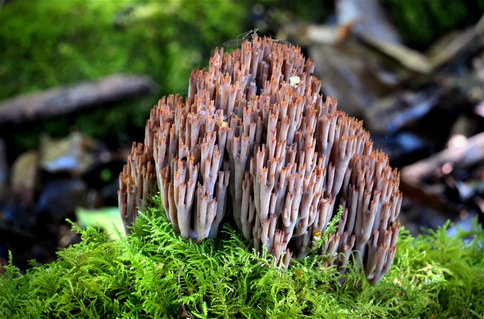 Artomyces turgidus.