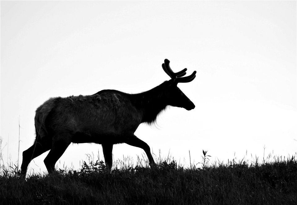 Elk at Neal Smith National Wildlife Refuge