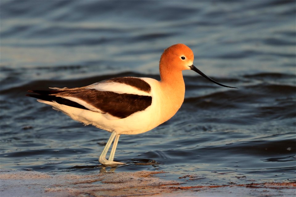 American Avocet Huron Wetland Management District, South Dakota