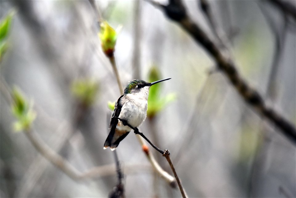 Ruby-throated hummingbird