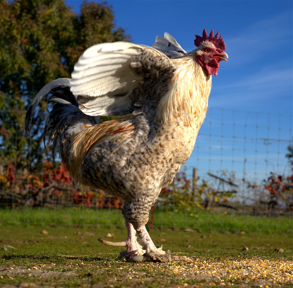 These wings were made for squawking. photo