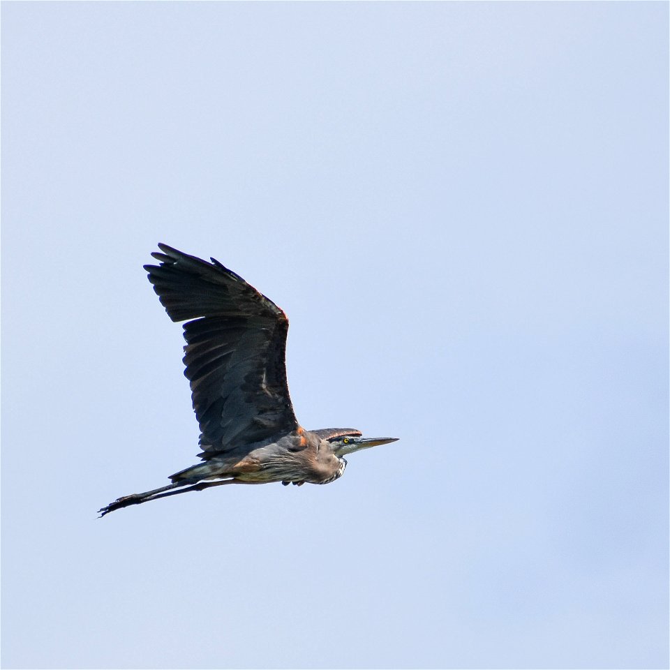 Great Blue Heron Eldridge WPA Lake Andes Wetland Management District South Dakota