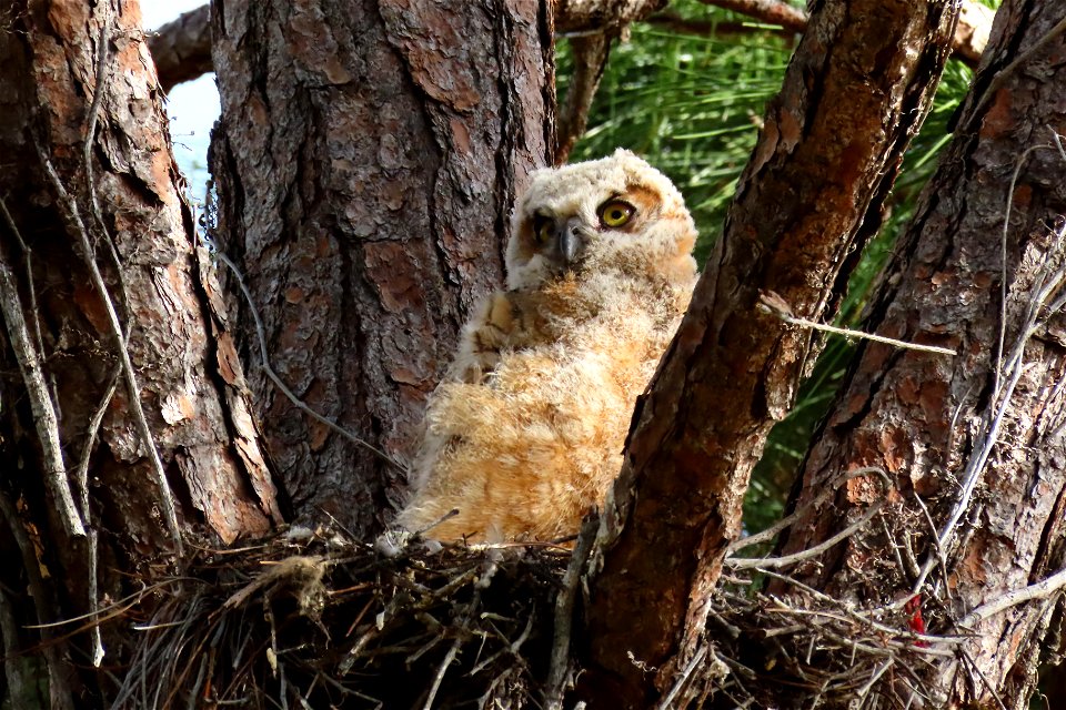 Owlet, Great Horned Owl