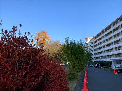 Takeoka, Kiyose-shi in December