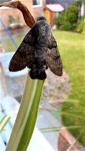 The hummingbird hawk-moth (Macroglossum stellatarum)