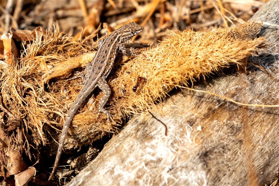 Great basin fence lizard photo