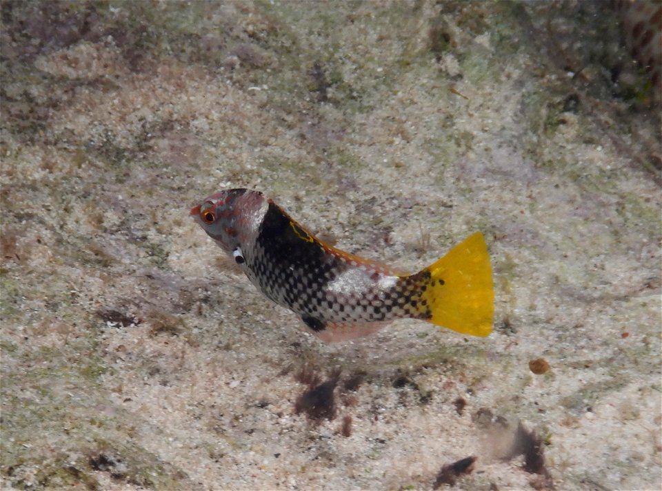 Halichoeres hortulanus 6