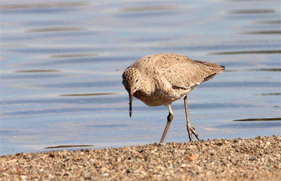 Willet Huron Wetland Management District South Dakota