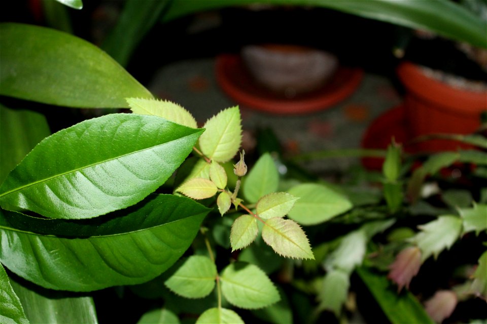 trnadaf_mic2012_0329_062517