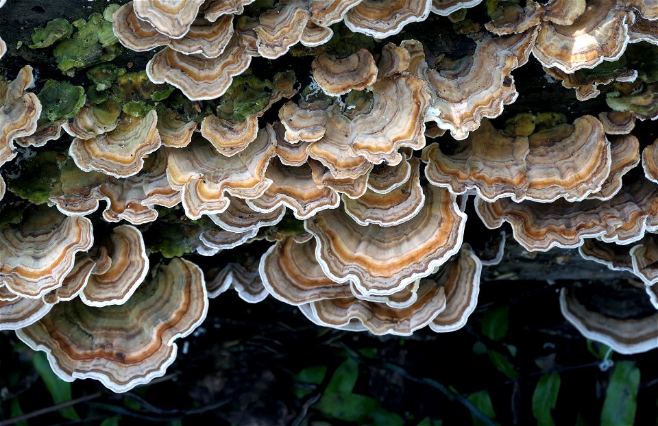 Turkey tails  (Trametes versicolor)