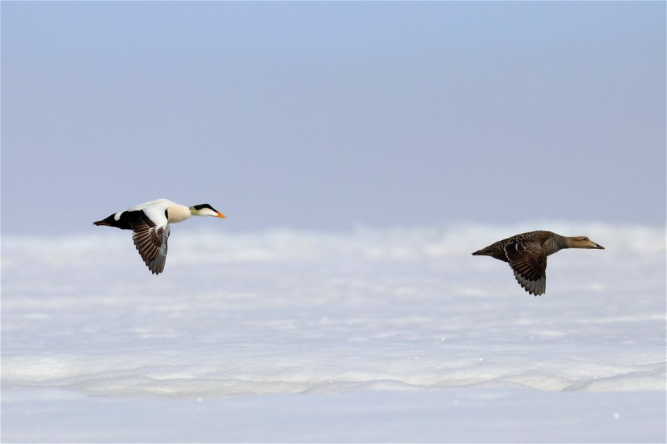 Common eider pair