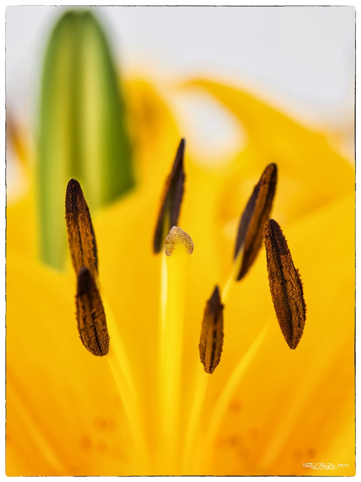 Bloom flower bloom