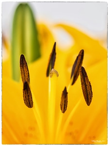 Bloom flower bloom