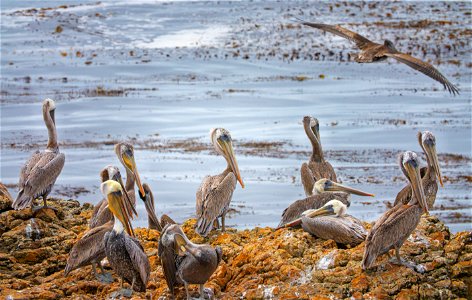 Pelicans at Piedras Blancas photo