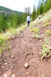 Bear tracks on the Upper Miller Creek Trail (portrait)