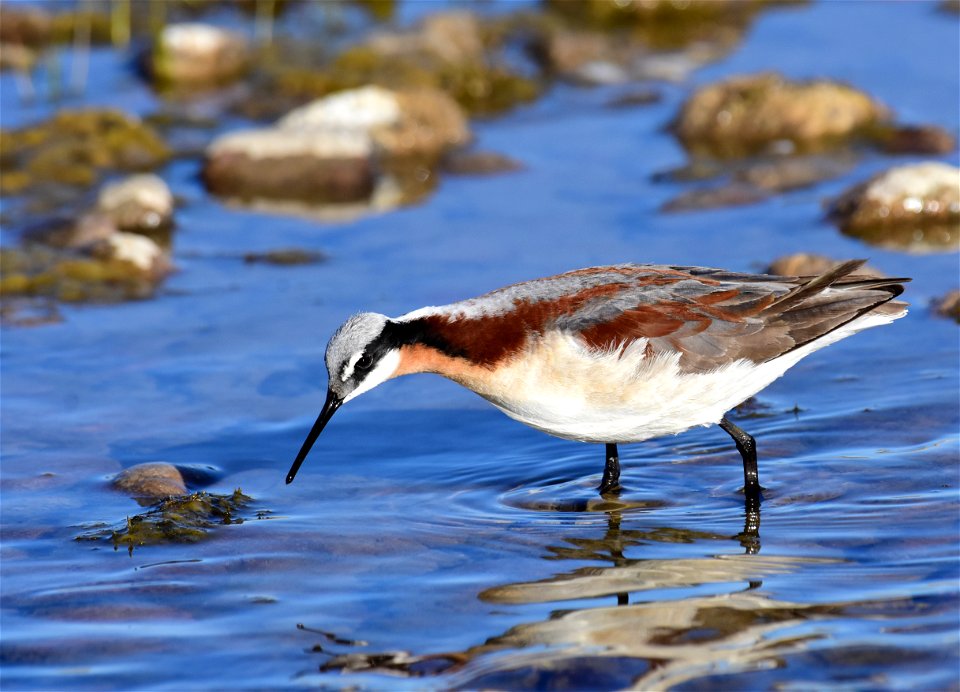 Wilson's phalarope at Seedskadee National Wildlife Refuge
