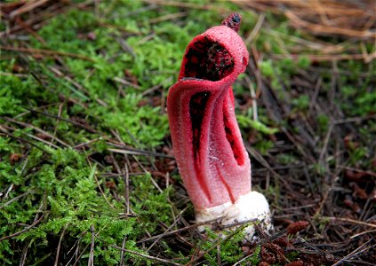 Octopus Stinkhorn. photo