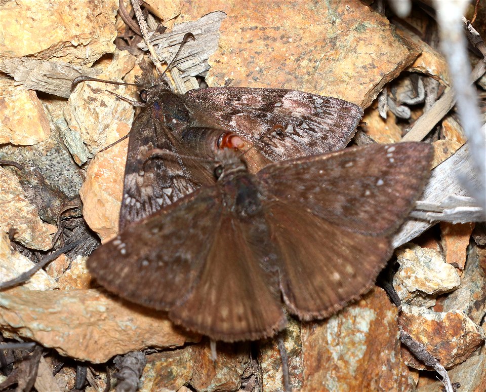 DUSKYWING, PACUVIUS  (Erynnis pacuvius) (6-16-2021) male & female, approx 4200 ft, along ship mt rd, smith river n rec area, del norte co, ca -02