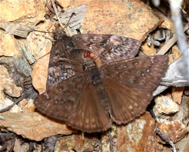 DUSKYWING, PACUVIUS  (Erynnis pacuvius) (6-16-2021) male & female, approx 4200 ft, along ship mt rd, smith river n rec area, del norte co, ca -02