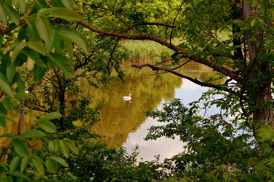Forest water reflection