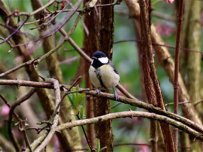 Female Great Tit photo