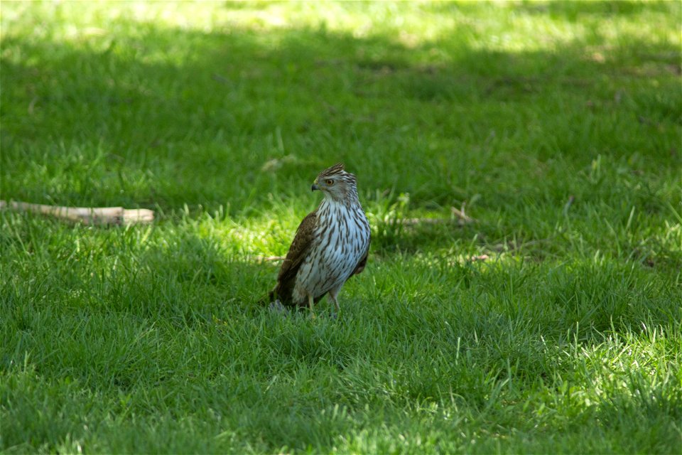 Juvenile Cooper’s Hawk