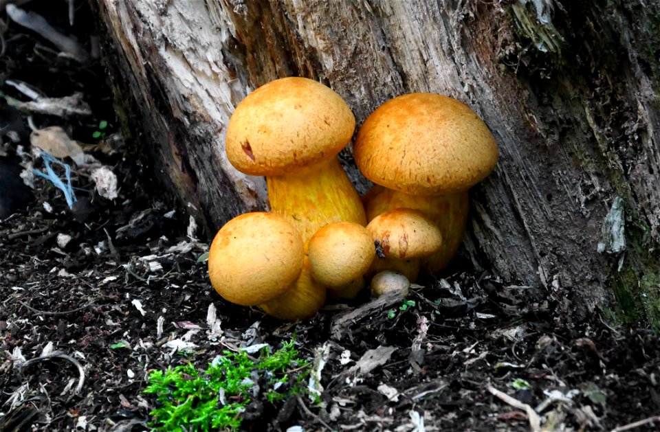 Gymnopilus junonius