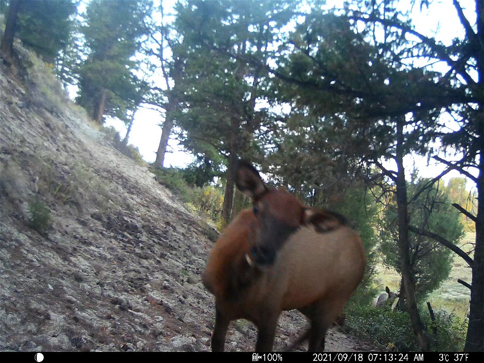 Trail camera on the National Elk Refuge