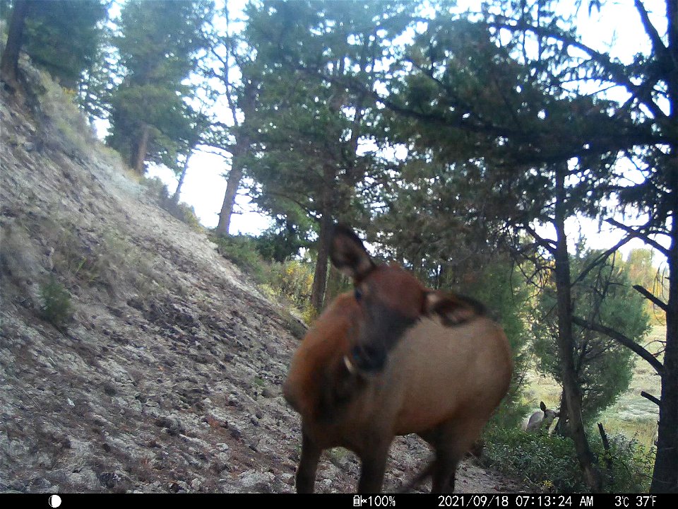 Trail camera on the National Elk Refuge photo