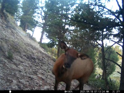 Trail camera on the National Elk Refuge photo