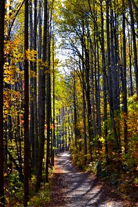 Autumn Trail