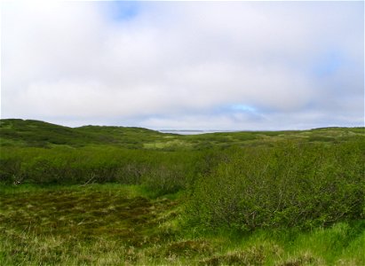 Tundra near Baldy Mountain