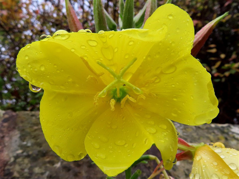 Raindrops_02 photo