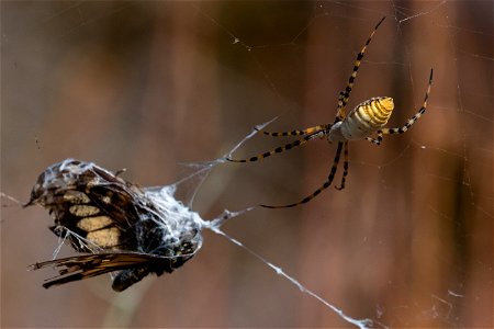 Spider and its catch photo