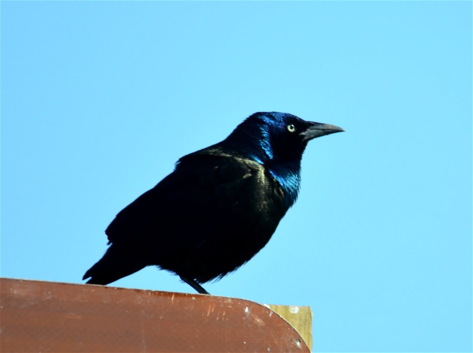 Common grackle in Iowa