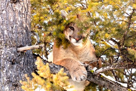 Cougar tom peeks through branches from a tree photo