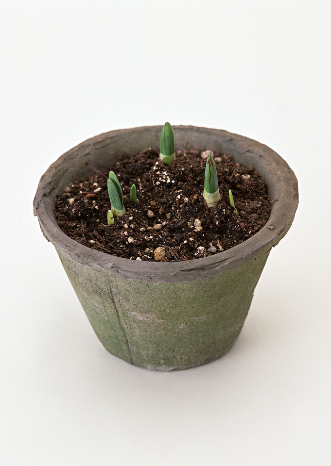 Small green seedling in the ground