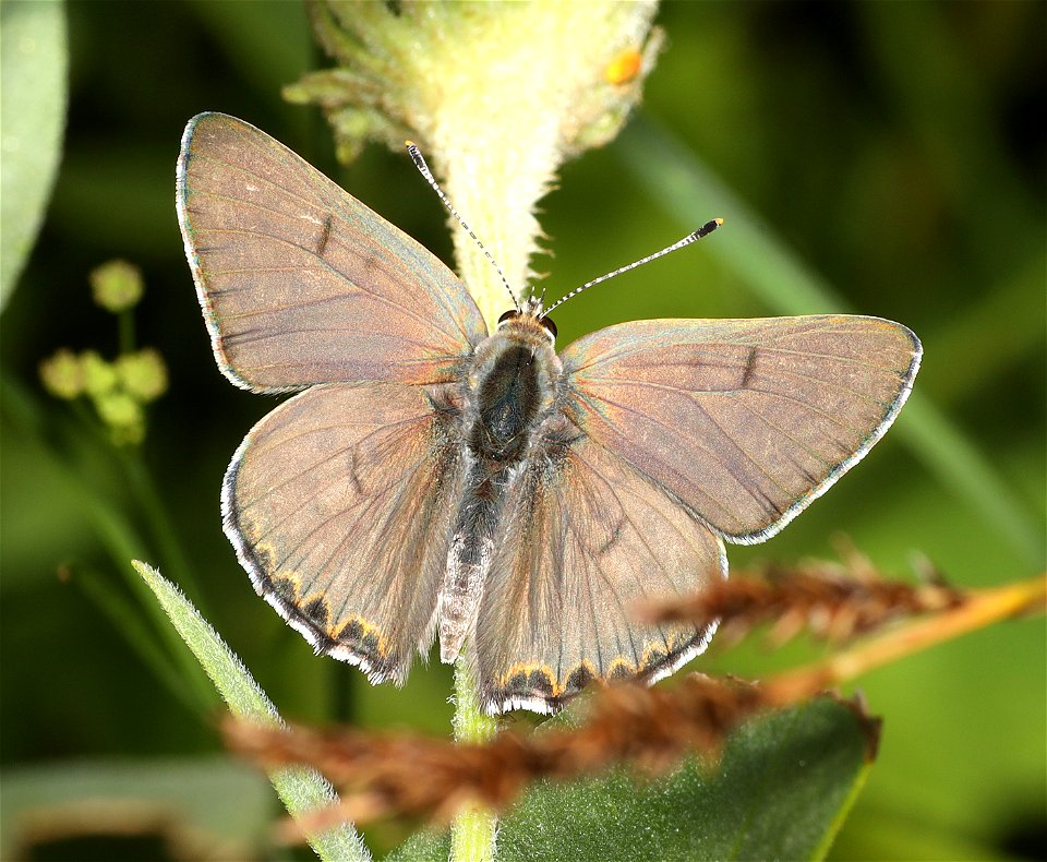 COPPER, EDITH'S (Lycaena editha) (09-02-2022) about 5900 ft, table mt, jackson co, or -05