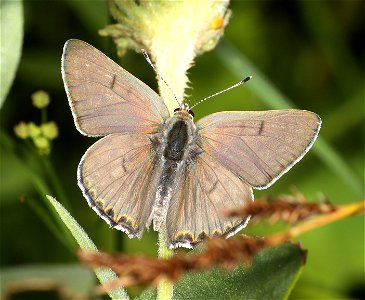 COPPER, EDITH'S (Lycaena editha) (09-02-2022) about 5900 ft, table mt, jackson co, or -05