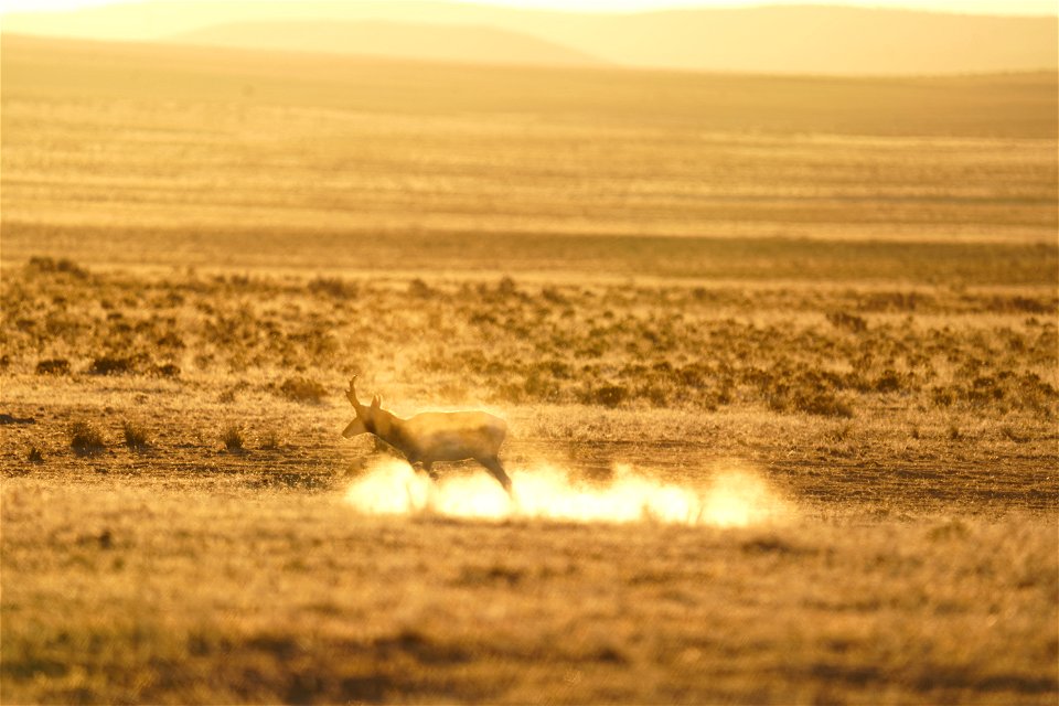 Pronghorn dust bath Utah.  Clint Wirick/USFWS