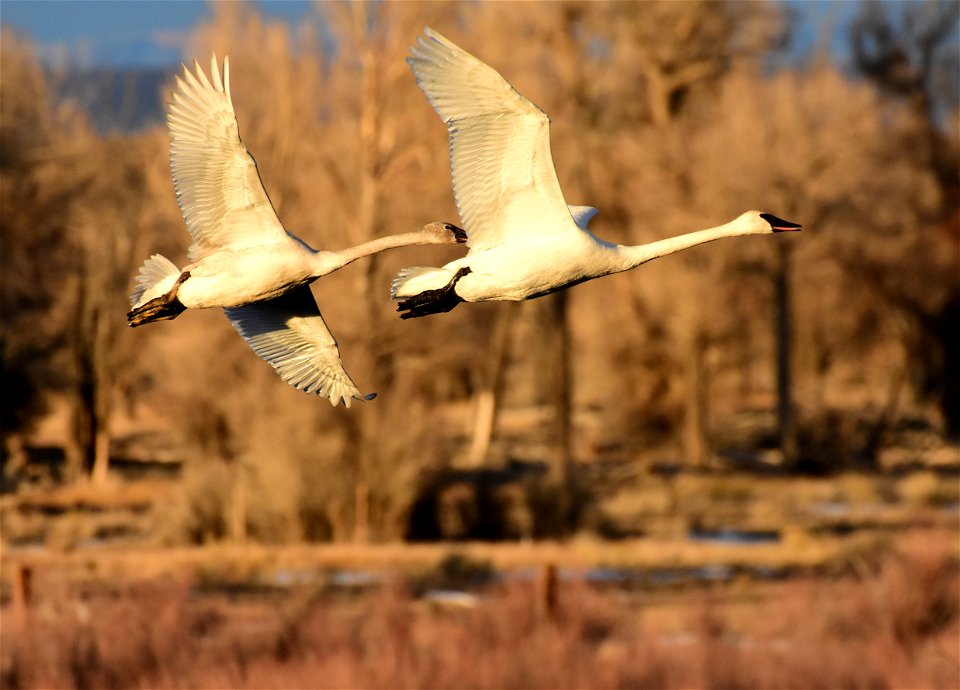 Trumpeter swan at Seedskadee National Wildlife Refuge
