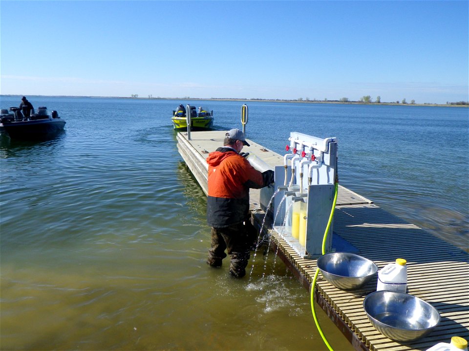 Spawning Walleye at a Bay
