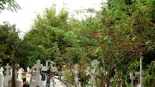 DSC06694